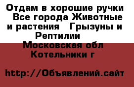 Отдам в хорошие ручки - Все города Животные и растения » Грызуны и Рептилии   . Московская обл.,Котельники г.